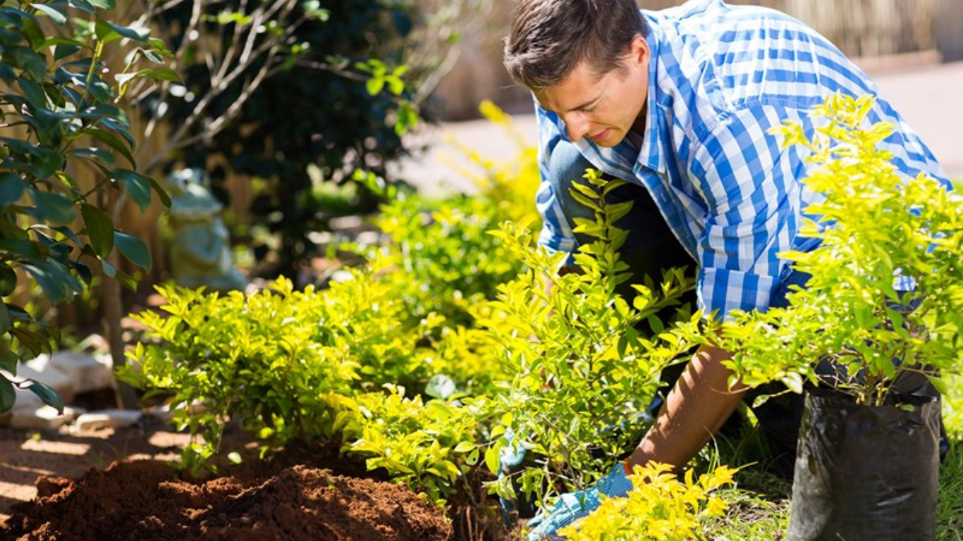 Best Plants for Beginner Gardeners: A 2024 Selection